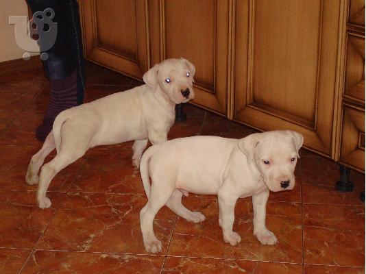 PoulaTo: Dogo Argentino 